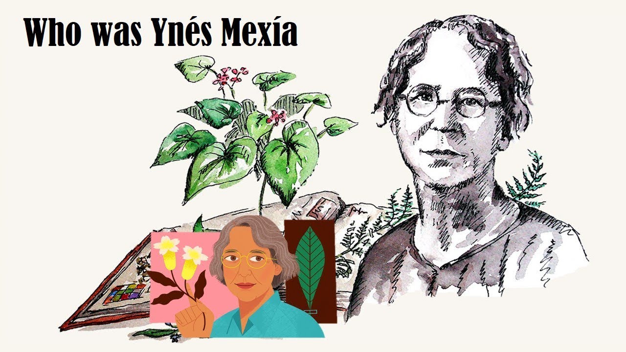 Ynés Mexía