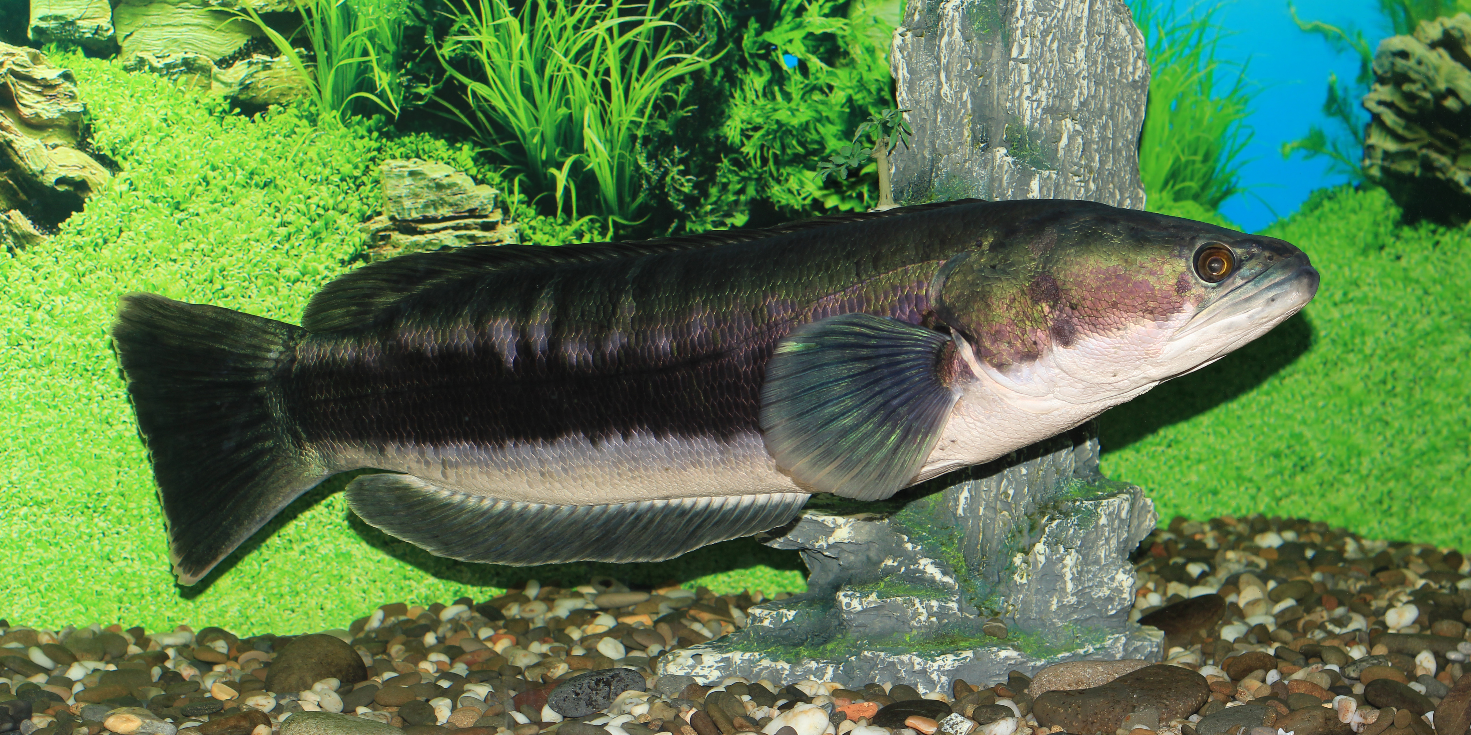 snakehead fish